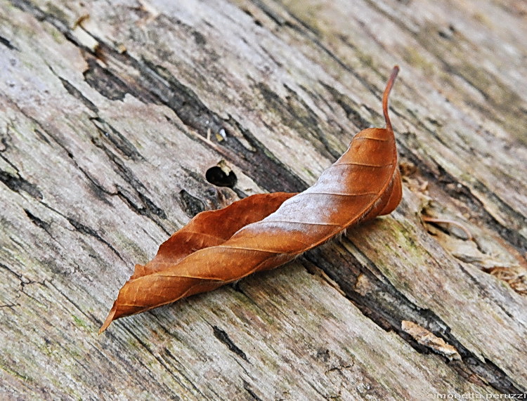 Autunno.....veder cadere le foglie.